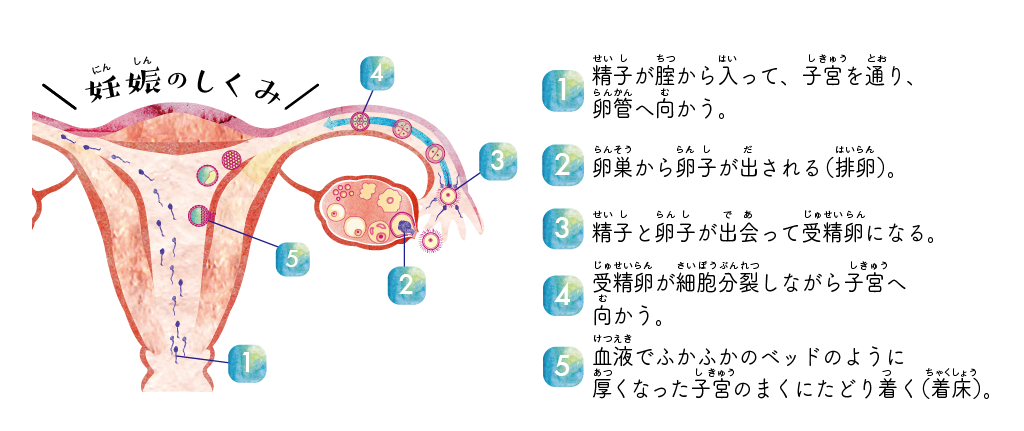 ブッチかファムでなければなりませんか?