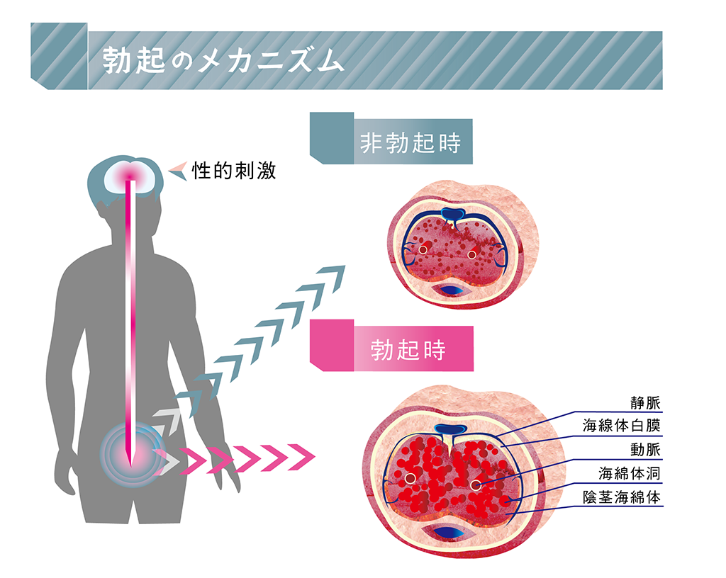 勃起障害２-勃起のしくみ／EDと前立腺がん | もっと知ってほしいがんと生活のこと