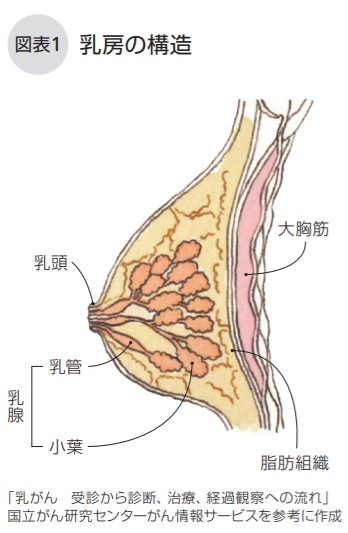 乳房の構造