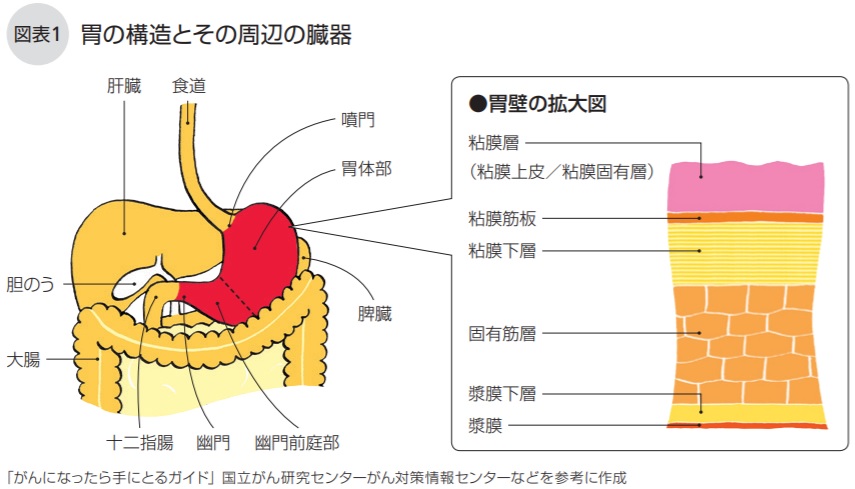 胃の構造とその周辺の臓器