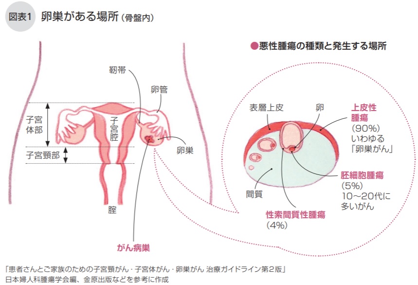 卵巣がある場所（骨盤内）