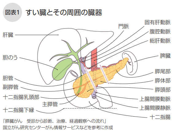 すい臓とその周囲の臓器