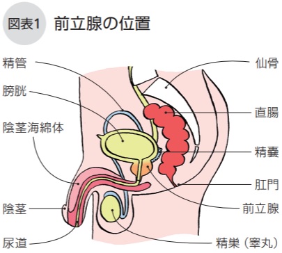 前立腺の位置