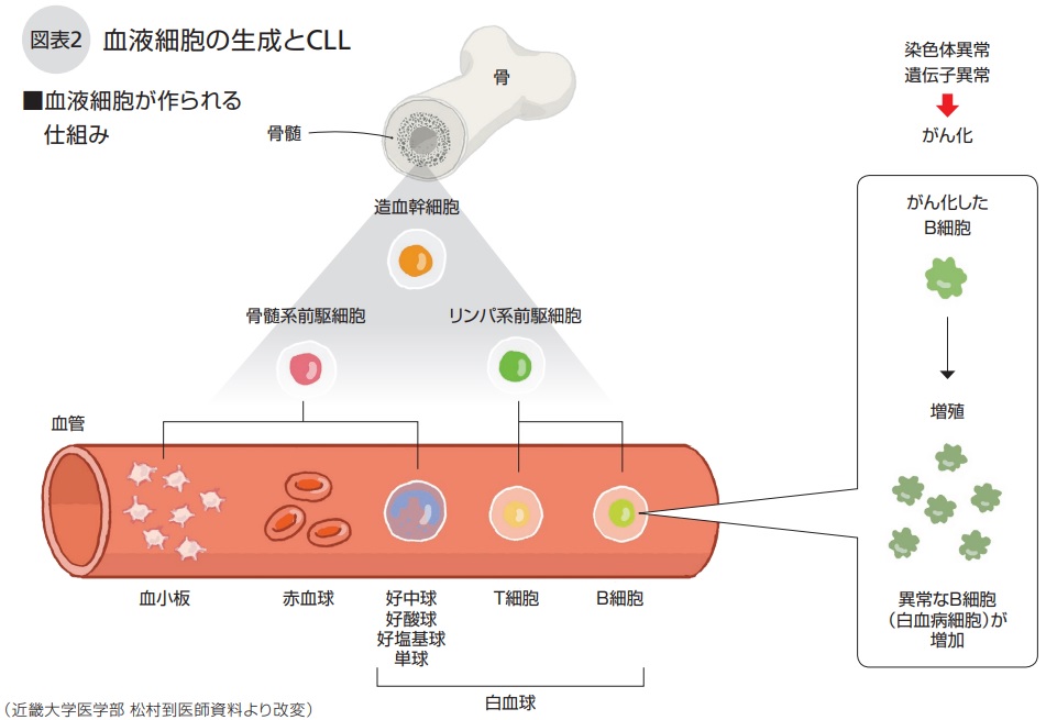 血液細胞の生成とCLL