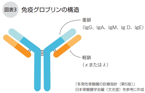 免疫グロブリンの構造