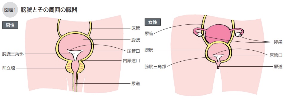 膀胱とその周囲の臓器