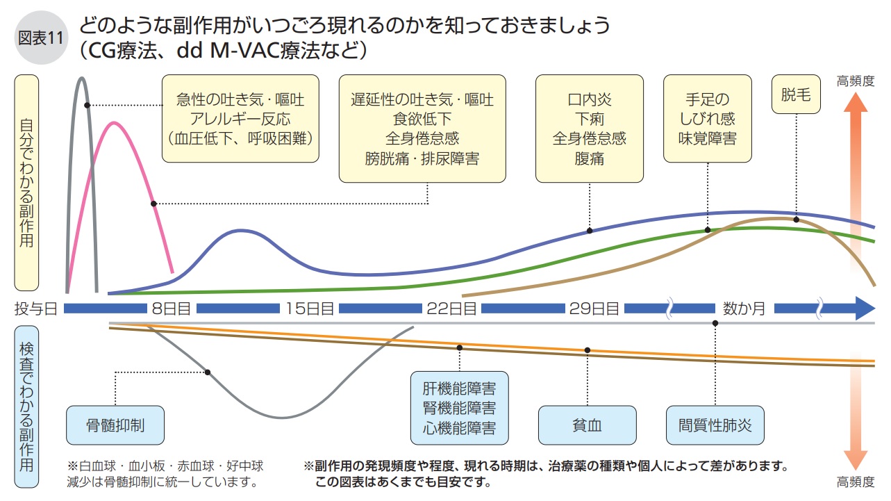 どのような副作用がいつごろ現れるのかを知っておきましょう（CG療法、dd M-VAC療法など）