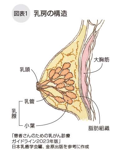 乳房の構造